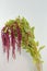 Red amaranthus caudatus mira on white background