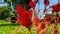 Red amaranthus flowers II