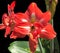 red Amarillis flower