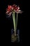 Red amaryllis on black background