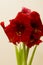 Red Amaryllis Christmas Flower