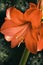 Red amaryllis on dark abstract background