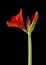 Red Amaryllis flower against black background