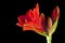 Red Amaryllis flower on black background
