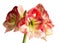 Red amaryllis flower blooming isolated with clipping path on white background,Amaryllis,Hippeastrums flowers