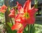 Red Amaryllis flower blooms in garden, Amaryllis or Hippeastrums flower.