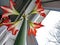 Red amaryllis flower blooms in a pot on the windowsill in winter