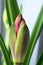 Red amaryllis flower bud on window sill