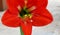 Red Amaryllis flower,Close up of a Beautiful Red Amaryllis flower,