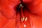 Red Amaryllis flower. Detail of petals. Closeup.