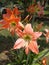 Red Amaryllis flower garden, lilly flower close up.