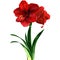 Red Amaryllis flower, hippeastrum