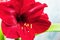 Red amaryllis flower on a light background, sale and purchase of