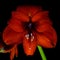 Red Amaryllis Hippeastrum in full bloom.