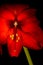 Red Amaryllis Hippeastrum in full bloom with stem