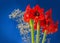 Red Amaryllis Hippeastrum  and Gypsophila flowers  on a blue background