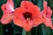 Red Amaryllis , in nature background, top side view