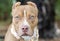 Red American Pitbull Terrier with cropped ears and bandana