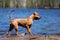 Red american pitbullterrier walks outdoor at summer