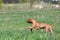 Red american pitbullterrier walks outdoor at summer