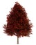 Red american sweetgum tree isolated on white