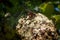 Red Amiral Butterfly on Lichen Covered Tree Branch