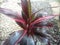 Red andong leaves are one of the typical Indonesian ornamental plants.