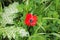 A red anemone blooms among the weeds