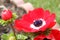 Red Anemone coronaria flower red white