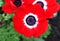 Red Anemone coronaria flower red white