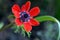 Red anemone flower