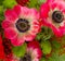 red anemone flowers