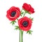 Red anemone flowers. Vector illustration.