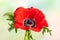 Red Anemone flowers. Windflower Buttercup or Poppy anemone on meadow. Beautiful wild flowers