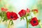 Red Anemone flowers. Windflower Buttercup or Poppy anemone on meadow. Beautiful wild flowers