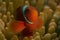 Red anemonefish in its host anemone