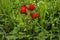 Red anemones coronaria flowers in bloom in green grass