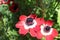 Red anemones on a flowerbed.