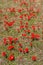 Red anemones, Israel