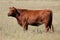 Red angus