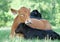 Red angus beef cow with black calf lying in spring grass