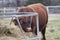 Red Angus Bull, closeup of face, eating hay in the pasture