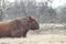 Red Angus bull laying down in a winter pasture