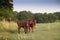 Red Angus Calves in a pasture near an electric fence