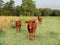 Red Angus Calves in a pasture near an electric fence