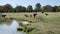 Red Angus Cattle in a pasture with calf near a farm pond