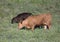 Red Angus cow and calf grazing in Oklahoma