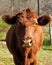 Red angus cow in grassy field front view