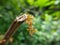 Red Ant bridge unity team. Close up Macro of Ant making unity bridge on plant with nature forest green background. Ant action