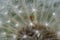 Red ant crawling inside a overblown dandelion flower